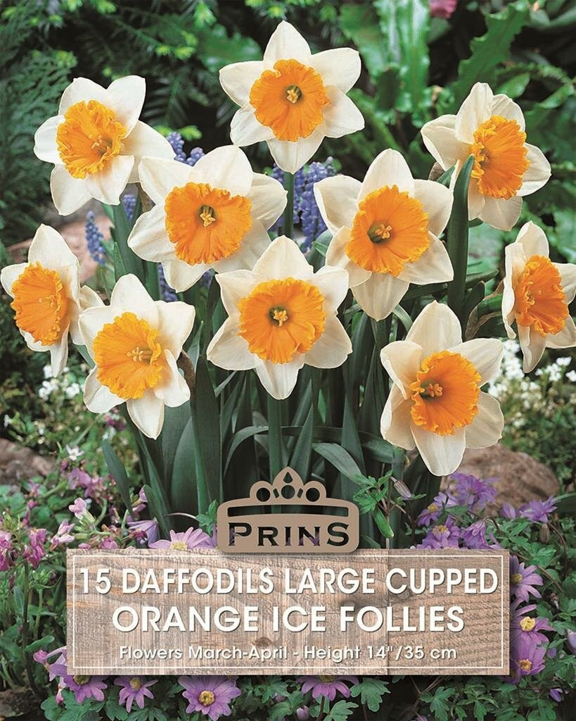 Prins Narcis Ice Follies Daffodils - 15 bollen - Oranje en Wit