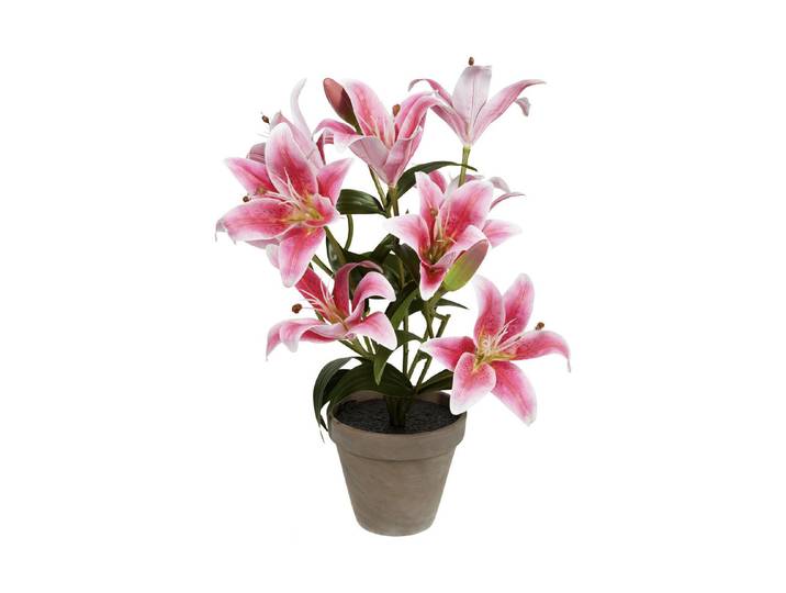Mica Tigerlilie Fuchsia im Topf 45 × 47 cm