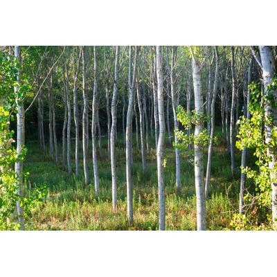 Fototapete PAPERMOON "Birkenwald", bunt, B:2m L:1,49m, Vlies, Tapeten