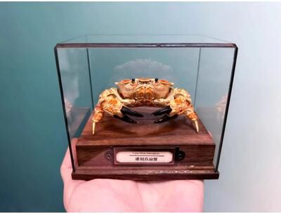 Inspire Essentials Real Crab Specimen Display Collectible Ocean Decor Desk Ornament 16