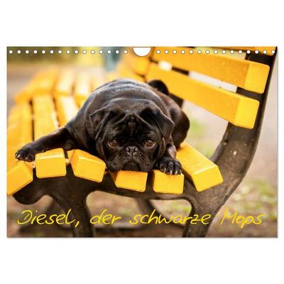 Diesel, der schwarze Mops (Wandkalender 2026 DIN A4 quer), CALVENDO Monatskalender