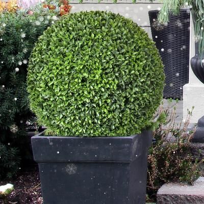 Regency International "Plastic Uv Proof American Boxwood Ball 20""D"