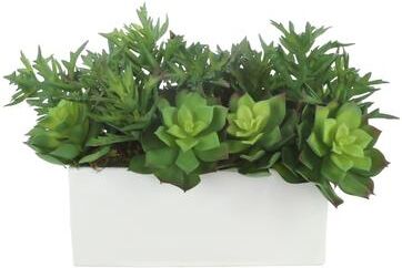 Creative Labs Agave and Echeveria in Fiberstone Planter