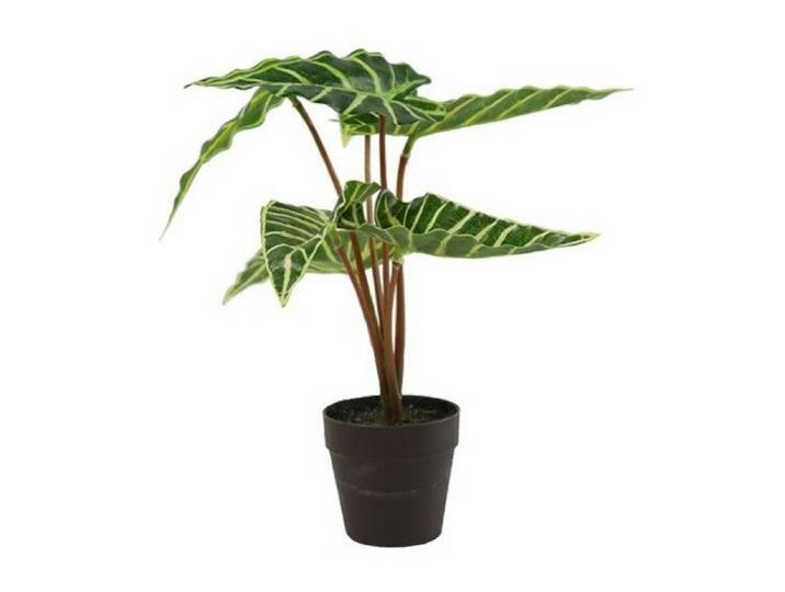 Countryfield zijden Alocasia Liane 33 cm groen