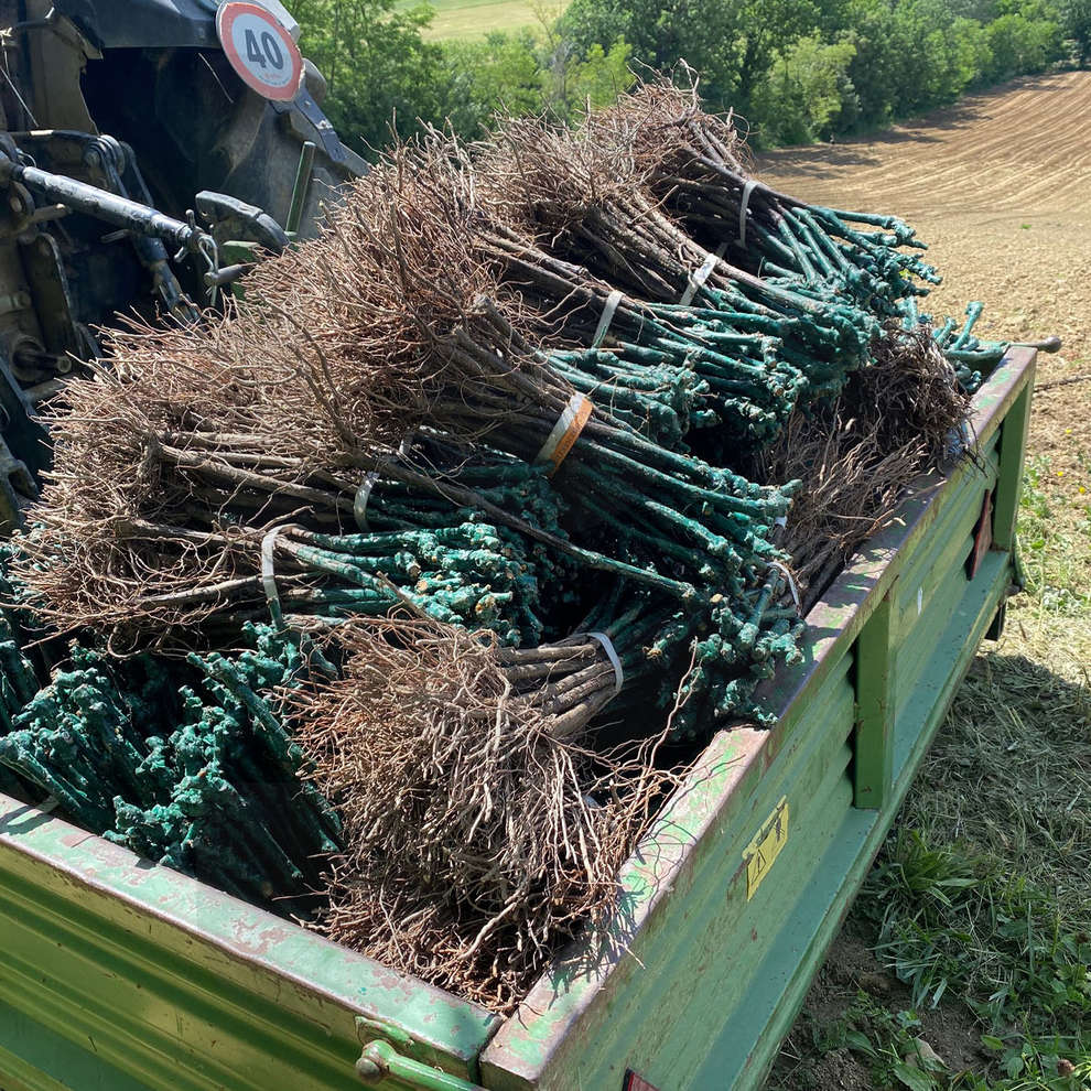 Vivai Rauscedo Plants de vigne Chardonnay (10 pièces)