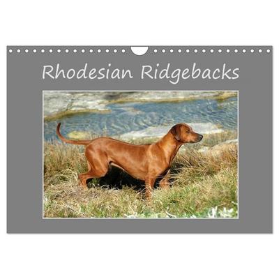 Rhodesian Ridgebacks (Wandkalender 2027 DIN A4 quer), CALVENDO Monatskalender