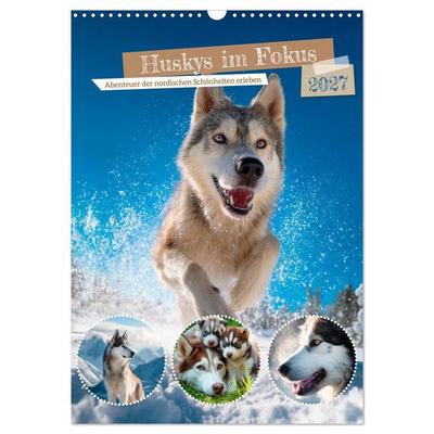 Huskys im Fokus (Wandkalender 2027 DIN A3 hoch), CALVENDO Monatskalender