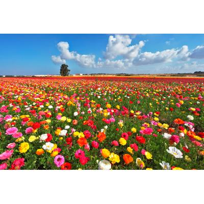 Fototapete PAPERMOON "Garden Buttercups", bunt, B:2,5m L:1,86m, Vlies, Tapeten