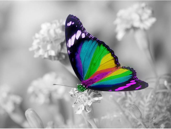Papermoon Bunter Schmetterling auf weissen Blumen