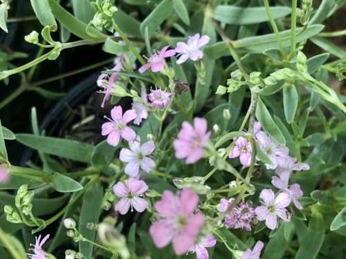 6x Kruipend gipskruid Gypsophila repens Rosea in 9x9 cm pot