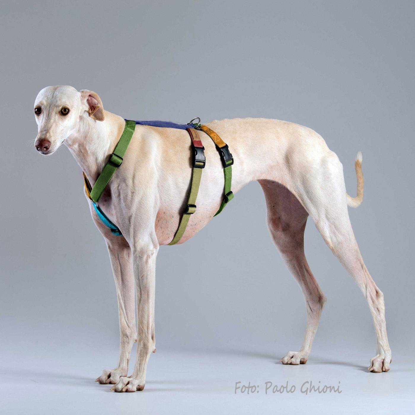 Haqihana Pettorina Doppia H Antifuga per Cani Multicolor S2H (torace 50-75cm)