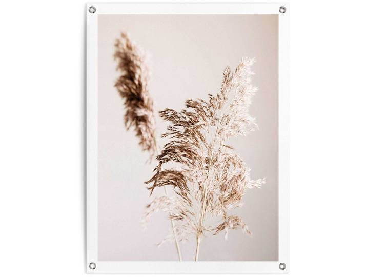 Tuinposter Pampasgras - 80 x 60 - Canvas - REINDERS