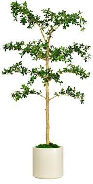 Edvivi 6.5 ft. Artificial Black Olive Shady Lady Tree in White Decor Pot - 37.5 in. W x 29.5 in. D x 78.75 in. H
