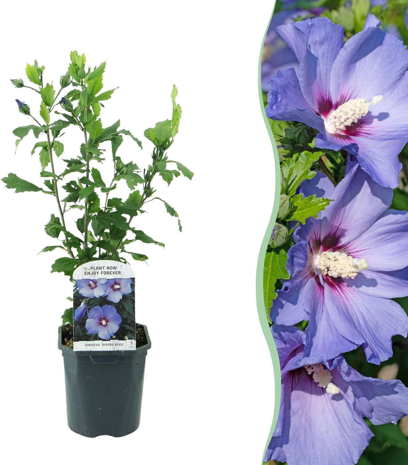 Hibiscus syriacus Oiseau Blue Blauwe bloem Bladverliezende tuinplant van Pflanzenboutique Hoogte: 35-45 cm, Diameter: 18 cm