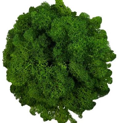 Inspire Select Artificial Reindeer Moss Decor Faux Green Moss For Crafts, Potted Plants & Wall Art green 2.1 Oz