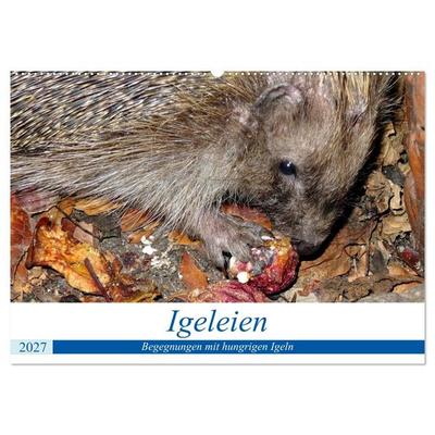 Igeleien - Begegnungen mit hungrigen Igeln (Wandkalender 2027 DIN A2 quer), CALVENDO Monatskalender