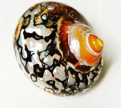 Uplift Essentials African Sarmaticus Turban Shells Natural Brown Jade Turbo Snail House For Hermit Crabs & Coastal Decor 3.5 3.9 In (9 10 Cm)