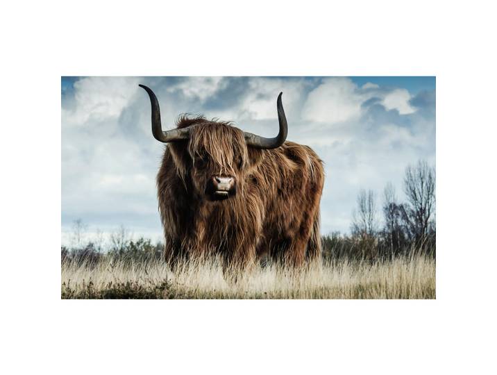 Wandkraft Glasbild, Braun, Metall, rechteckig, 118x70 cm, Fotografie, einfache und schnelle Anbringung, matt, Bilder & Rahmen, Bilder, Glasbilder