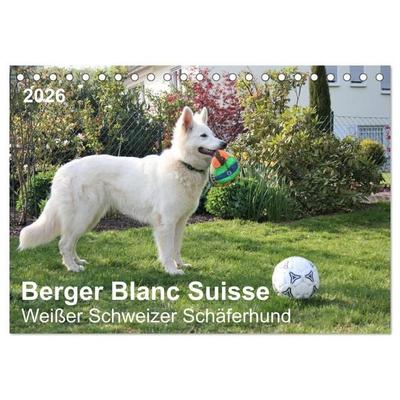 Berger Blanc Suisse - Weißer Schweizer Schäferhund (Tischkalender 2026 DIN A5 quer), CALVENDO Monatskalender