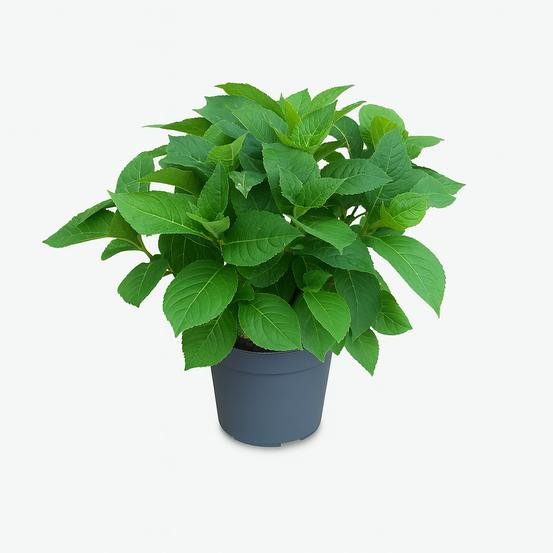 Junavera Hydrangea macrophylla Renate Steiniger Blauwe boerenhortensia, 40 cm hoog, 13 cm pot