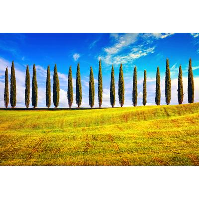 Fototapete PAPERMOON "Pappeln am Feld", bunt, B:4,5m L:2,8m, Vlies, Tapeten