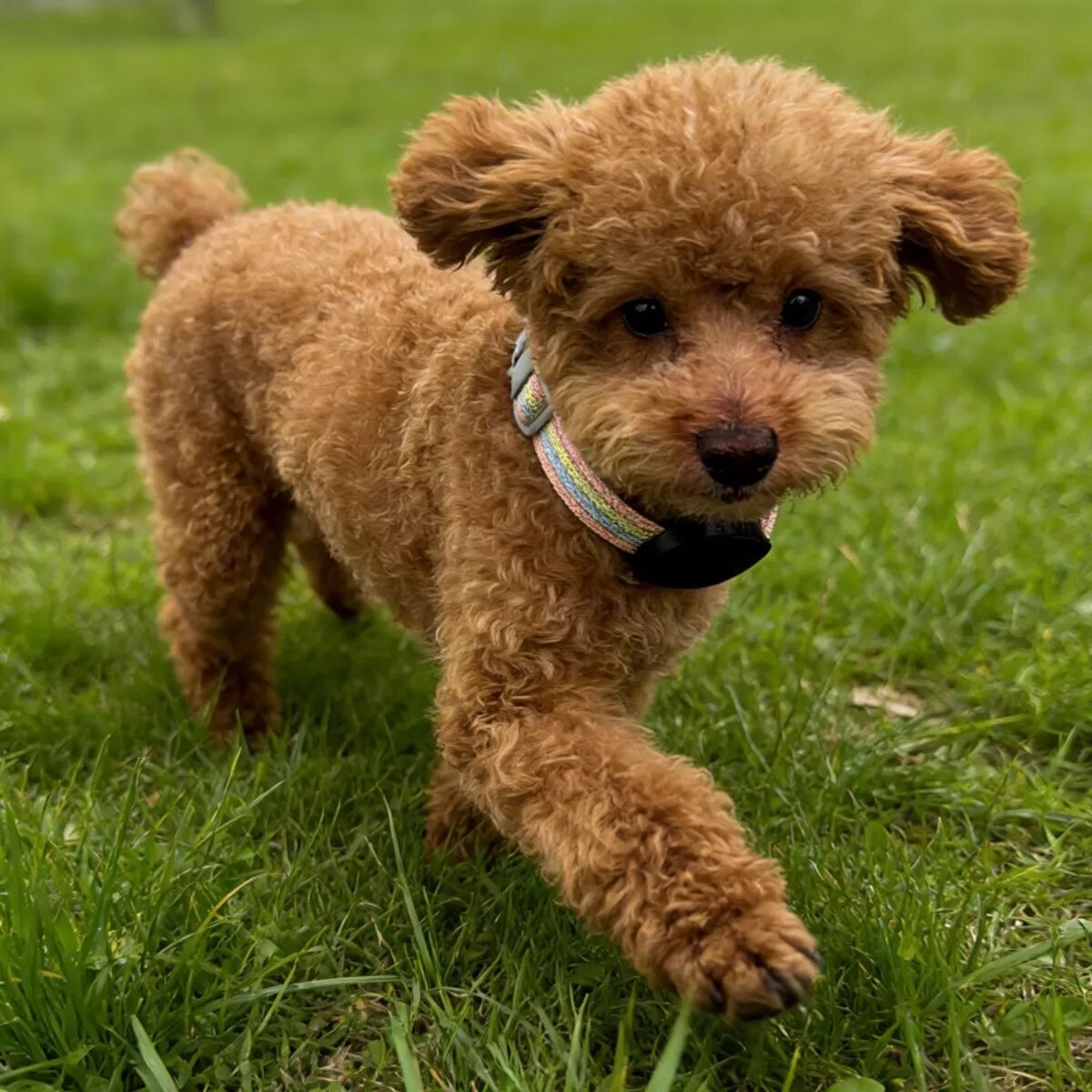 INF Versiegelte Halsbandhalterung kompatibel mit Xiaomi Tag - ABS Schutzgehäuse für Hund- und Katzenhalsbänder, passt Riemen