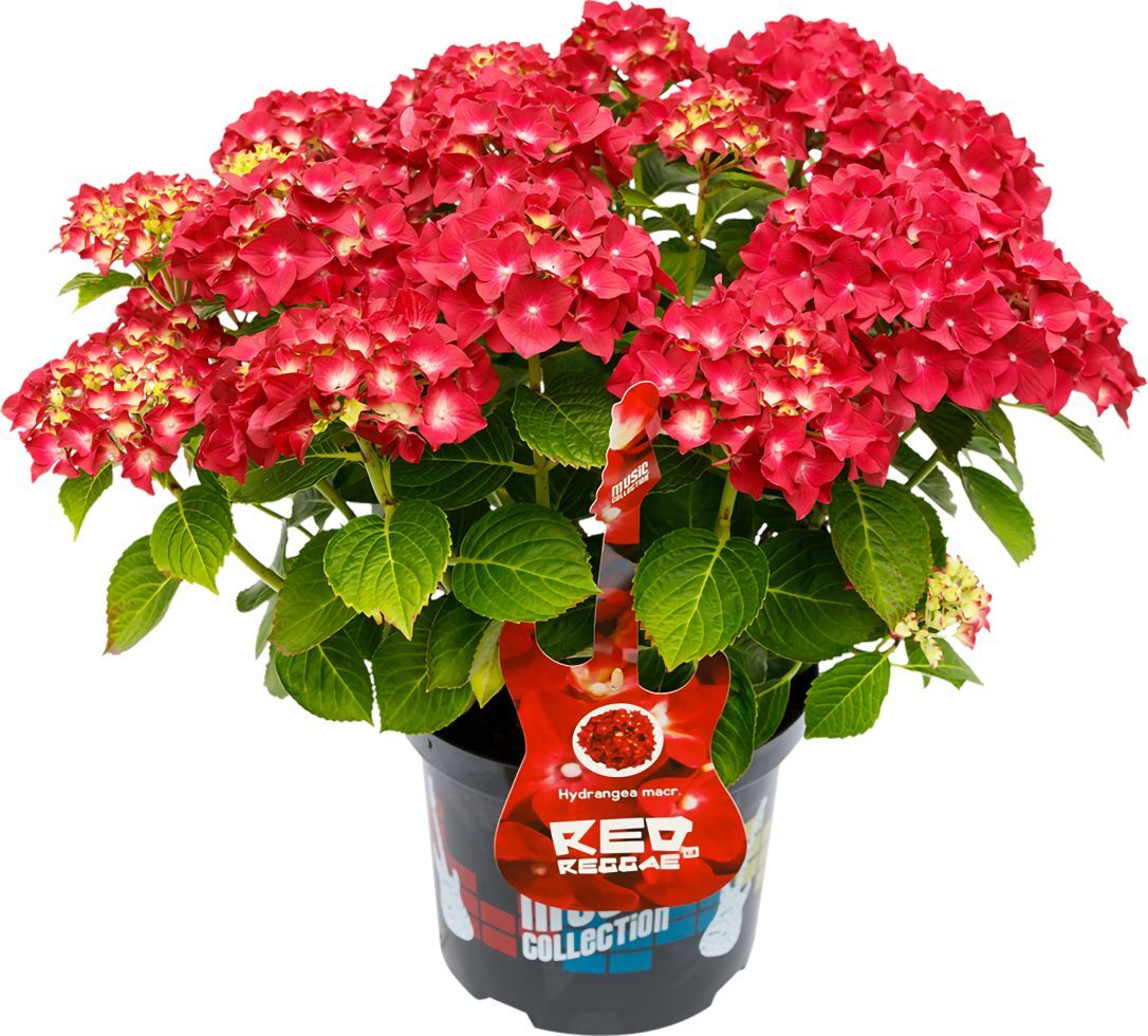 Pflanzen Bauernhortensie Music Collection Hydrangea mac. H 30 - 40 cm 5 L Container