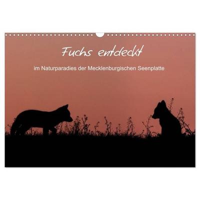 Fuchs entdeckt - im Naturparadies der Mecklenburgischen Seenplatte (Wandkalender 2027 DIN A3 quer), CALVENDO Monatskalender