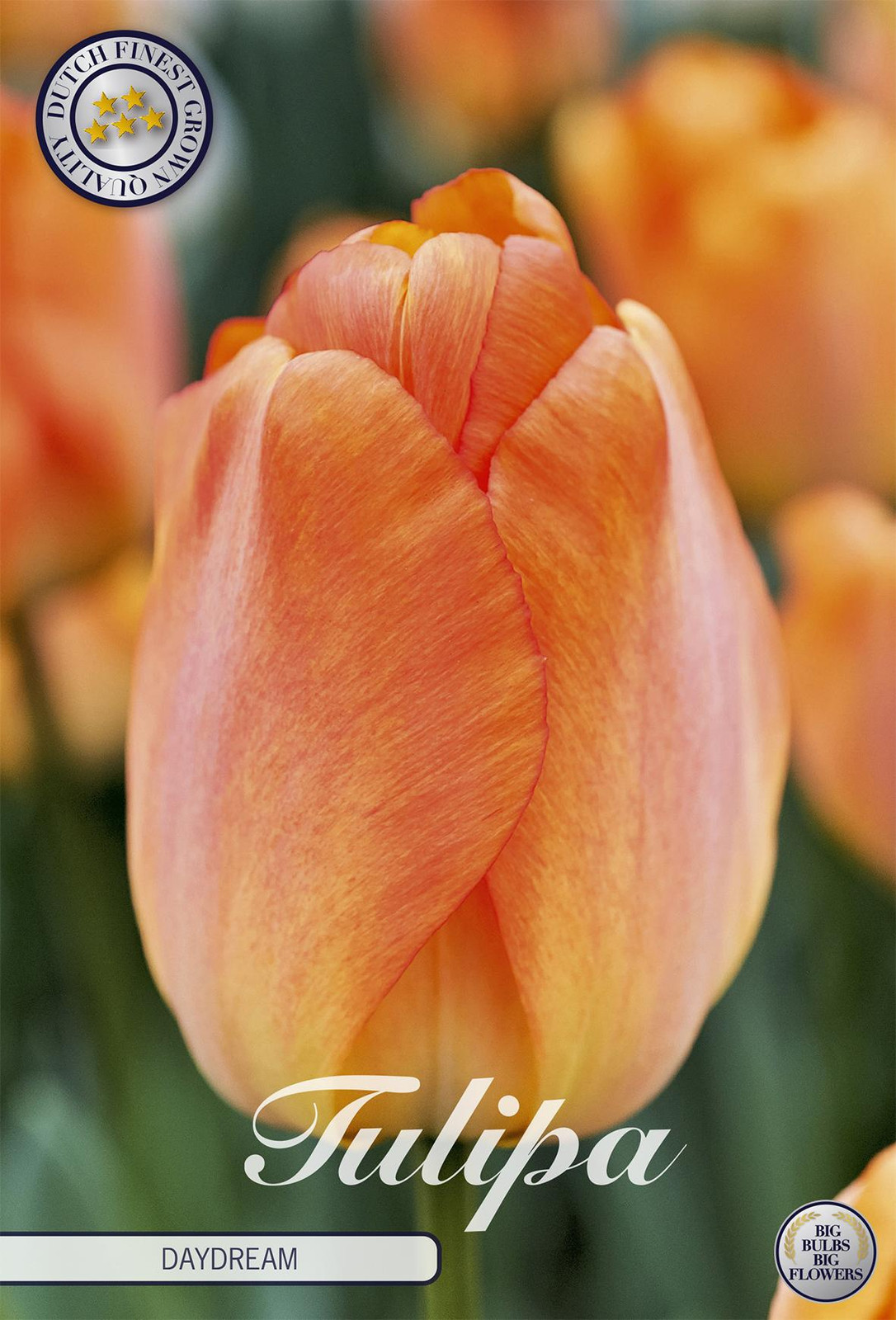 Sam van Schooten Tulpe Daydream Tulpbollen (10 stuks)