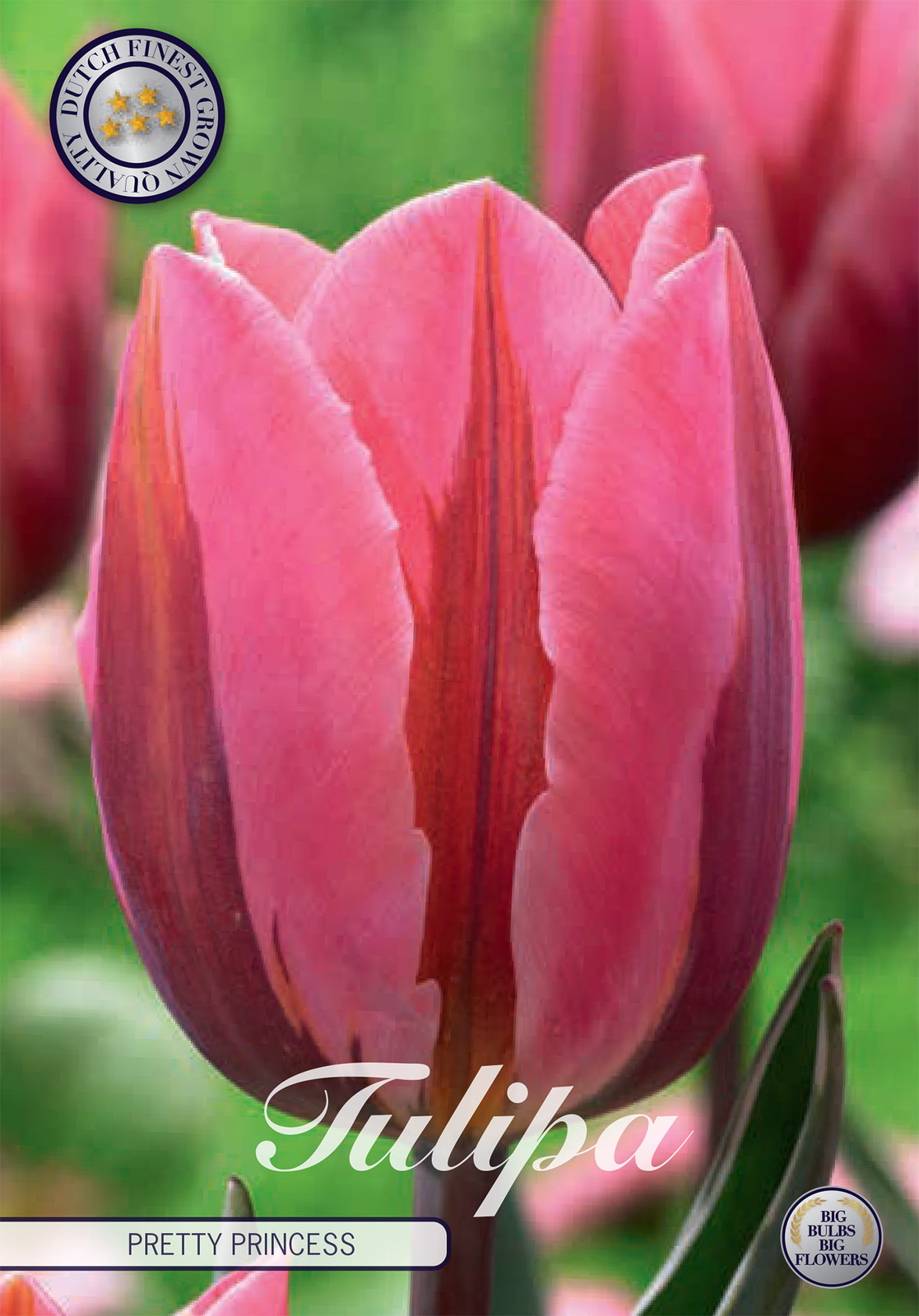 Sam van Schooten Tulpenbollen Pretty Princess (7 stuks)