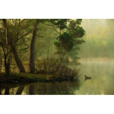 Fototapete PAPERMOON "Photo-Art ANTON VAN DONGEN, ENTE IM SEE", bunt, B:5m L:2,8m, Vlies, Tapeten