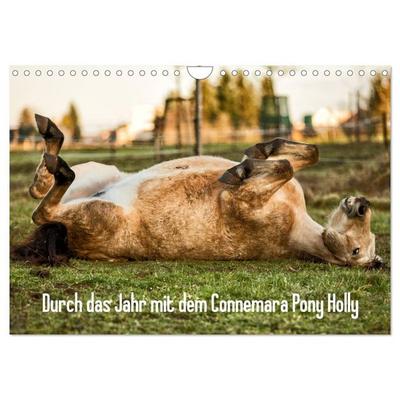 Durch das Jahr mit dem Connemara Pony Holly (Wandkalender 2027 DIN A4 quer), CALVENDO Monatskalender