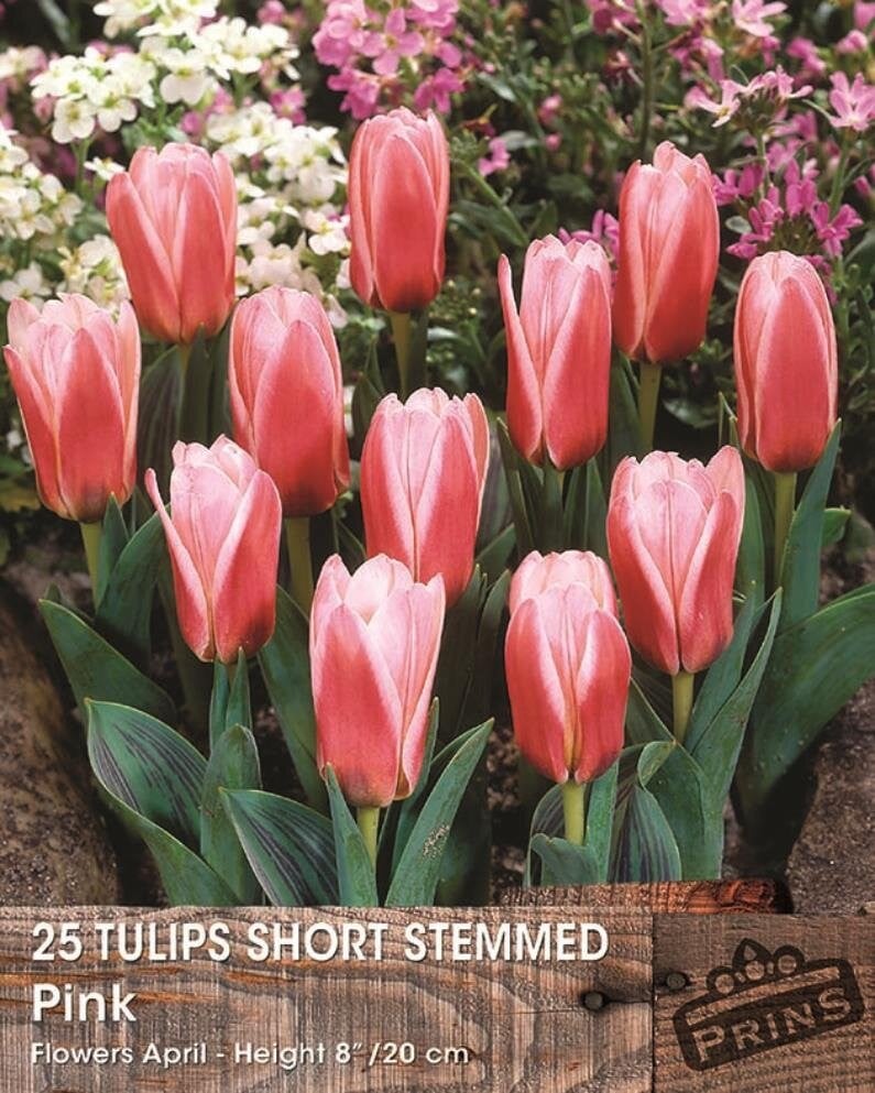 Prins tulp short stemmed pink bloembollen - 25 stuks