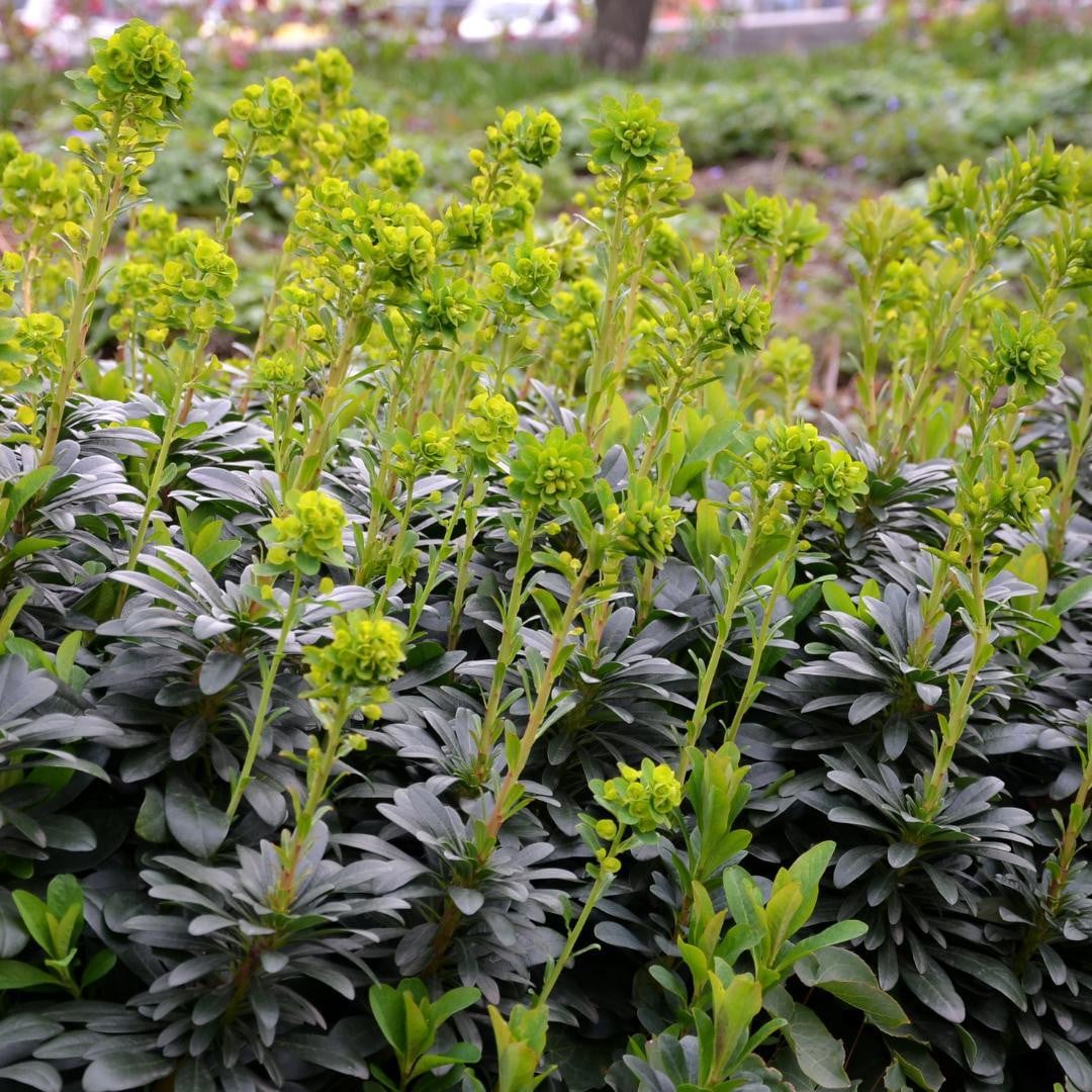 Oasis of Life Euphorbia amygdaloides Robbiae 24 stuks Ø9cm hoogte 10-25cm winterhard