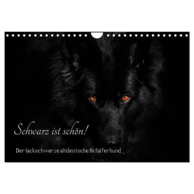 Schwarz ist schön! Der lackschwarze altdeutsche Schäferhund (Wandkalender 2027 DIN A4 quer), CALVENDO Monatskalender