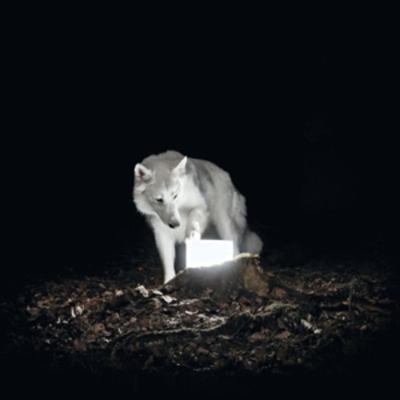 Surveillance - Vanishing Life, Vinyl