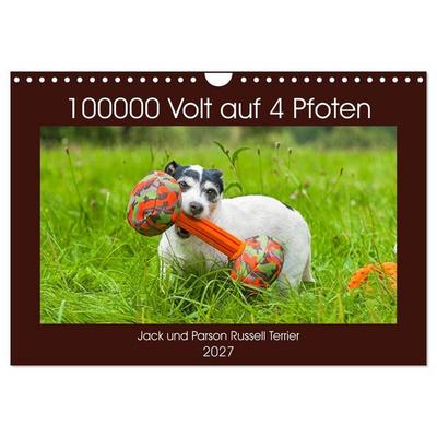 100000 Volt auf vier Pfoten - Jack und Parson Russell Terrier (Wandkalender 2027 DIN A4 quer), CALVENDO Monatskalender