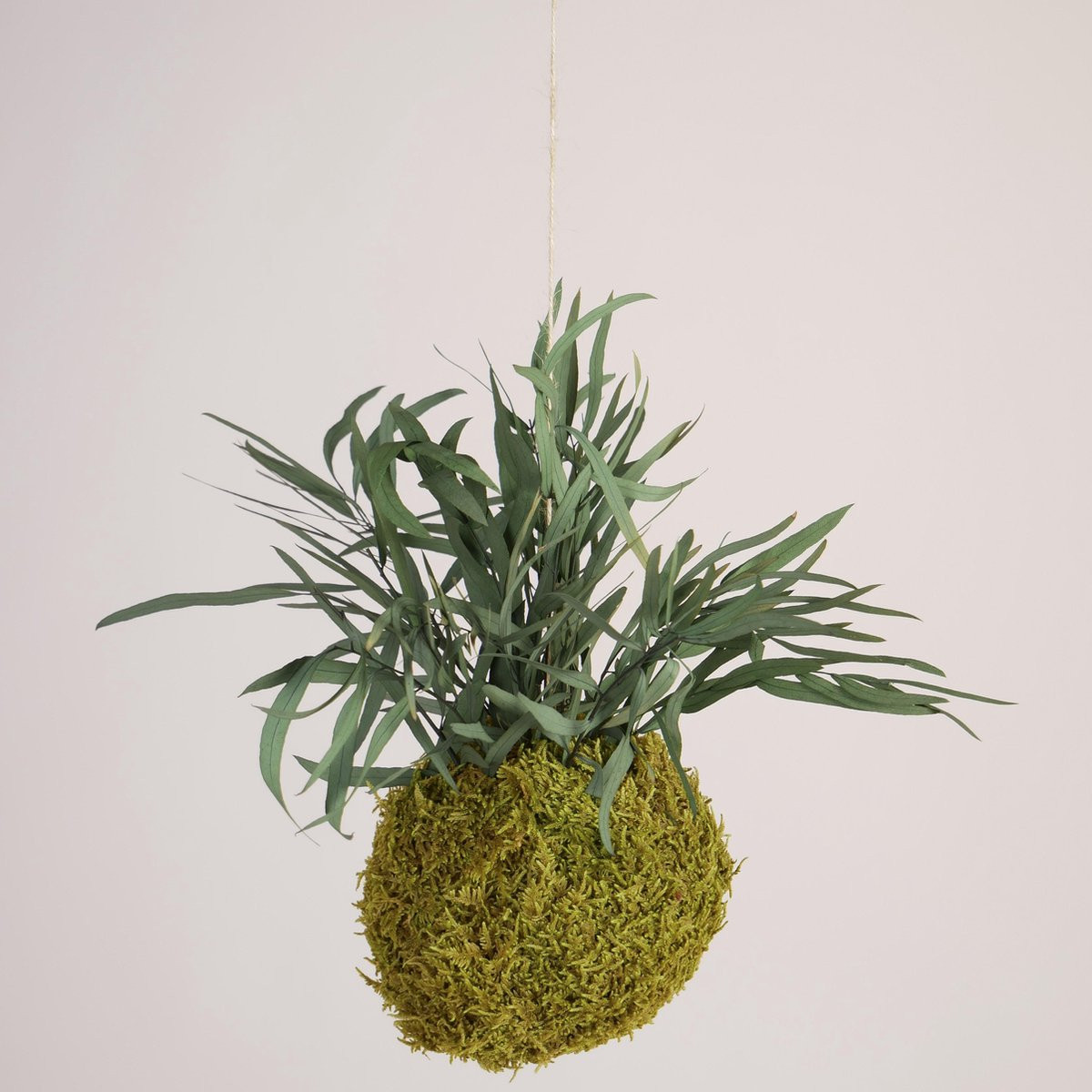 Onderhoudsvrije hangende Kokedama met Eucalyptus - Spring Green - Diameter: 13 cm
