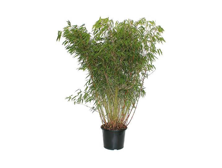 Gartenbambus Fargesia `Asien Wonder` 140-150cm inklusive Topf