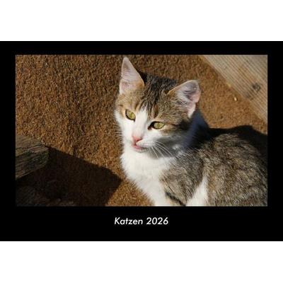 Katzen 2026 Fotokalender DIN A3
