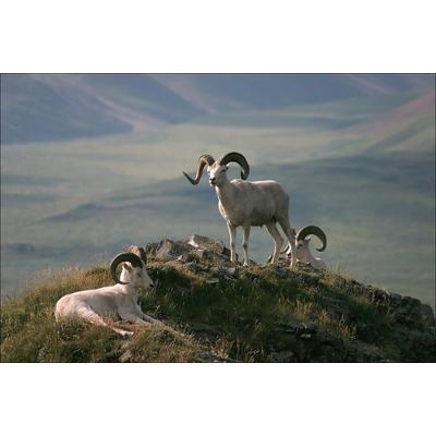 Fototapete PAPERMOON "Widder in Landschaft", bunt, B:4m L:2,6m, Vlies, Tapeten