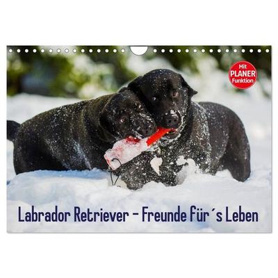 Labrador Retriever - Freunde für´s Leben (Wandkalender 2027 DIN A4 quer), CALVENDO Monatskalender