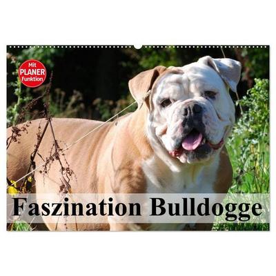 Faszination Bulldogge (Wandkalender 2027 DIN A2 quer), CALVENDO Monatskalender