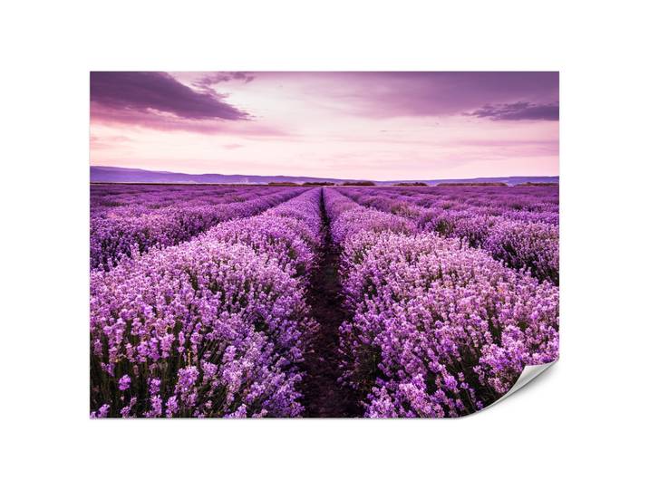 FOTOTAPETE für Schlafzimmer Lila Lavendel Wiese Harmonisch Romantisch 200x140
