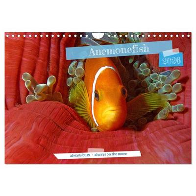 Anemonefish - always busy - always on the move (Wall Calendar 2026 DIN A4 landscape), CALVENDO 12 Month Wall Calendar