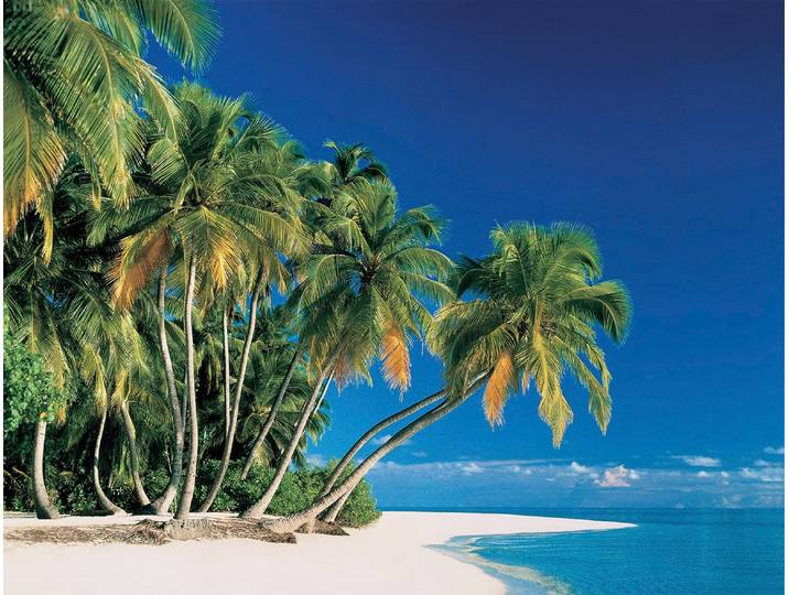 Fototapete PAPERMOON Tropical Palms , bunt, B:4m L:2,6m, Vlies, Tapeten, Fototapete