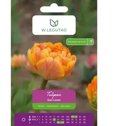 Tulpe „Sun Lover“, 5 Stück