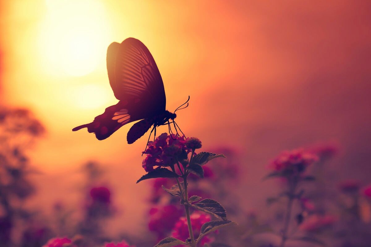 Fototapete PAPERMOON "Schmetterling auf Blume", bunt, B:2,5m L:1,86m, Vlies, Tapeten, Fototapete