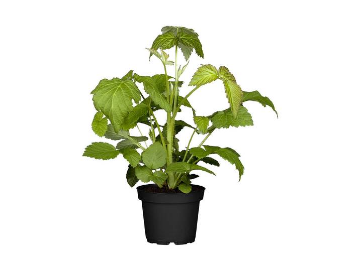 Himbeere Aroma-Queen ⌀ 17 cm