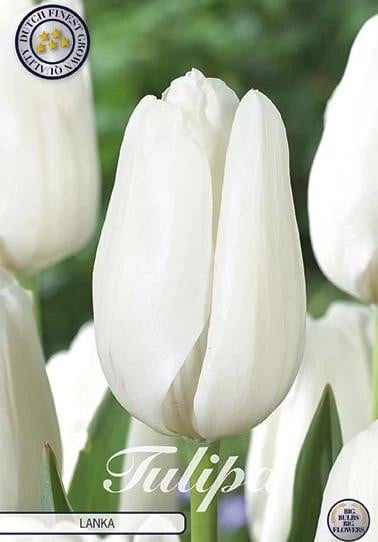 Sam van Schooten Tulpenbollen, 7 stuks